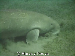 Lunch time for the Dugong by Harvey Reeve 